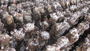 香菇專業化穩產高效栽培技術